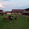Ranch Kamovci21