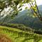Weingut Schauer