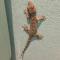 Lazy Lizard Hostel