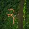 Amazon Muyuna Lodge - All Inclusive