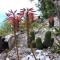 VILLA FUENTI BAY -Amalfi Coast-