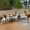 Margaret River Hideaway & Farmstay