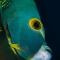 Den Laman - Balloonfish