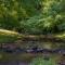 Fox Hollow - Ellijay