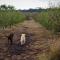 Straw House Farm - STANTHORPE