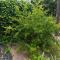 Le Petit Vignoble