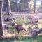 Ferienwohnungen Stricker Harz