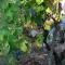 Holiday Home Marijeta, Grab 2A, Trilj