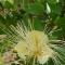 Kiambram Country Cottages - Gowrie Little Plain
