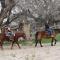 Grand Canyon Western Ranch