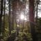 Sonnenstrahl im Küstenwald
