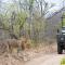 Antares Bush Camp & Safaris - Grietjie Game Reserve