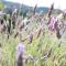 Agroturismo Son Siurana