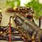 Ahernes Townhouse Hotel and Seafood Restaurant