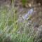 Lavender Cottage - Free parking permit & 250m level walk to the beach
