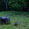 Baghmara Wildlife Resort - Sauraha