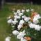 Christls Traum