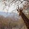 Kilima Private Game Reserve & Spa - Gravelotte