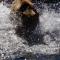 Foto: Great Bear Chalet 40/51
