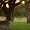 Zebula - HT1 - 5 Bedroom Holiday Home