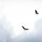 The Seabird