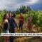 Grey Ridge Vineyard Experience