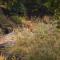 Pench Jungle Camp