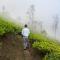 Sourenee Tea Estate - Mirik