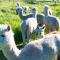 Raynella Alpaca Farmstay - Gruyere