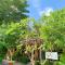Chongkhao Resort- Phi Phi Island