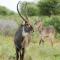 Elandela Private Game Reserve and Luxury Lodges Pty Ltd - Hoedspruit