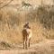 Elandela Private Game Reserve and Luxury Lodges Pty Ltd - Hoedspruit
