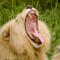 Elandela Private Game Reserve and Luxury Lodges Pty Ltd