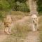 Elandela Private Game Reserve and Luxury Lodges Pty Ltd