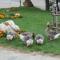 Camping Can Fosses - Planoles
