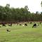 Estancia Jacy