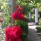 Guest House Barbov