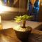 The Flying Fish Hostel