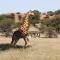 Zebra Kalahari Lodge