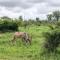 Lion Hill @Kruger