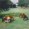 Chincoteague Townhome with Pony Views from Deck!