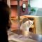 Cat Spa & Cat Ryokan by Neco Republic Osaka