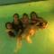 Hostel las Palmas - 比尔卡班巴