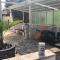 Apartments Geli