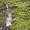 Denali Wild Stay - Moose Cabin, Free Wifi, 2 private bedrooms, sleep 6