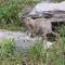 Denali Wild Stay - Redfox Cabin, Free Wifi, private, sleep 6