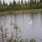 Denali Wild Stay - Bear Cabin with Hot Tub and Free Wifi, Private, sleep 6