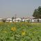 Living Green Farms