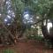 Woodland Chestnut Lodge