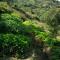 The Lapsi Tree